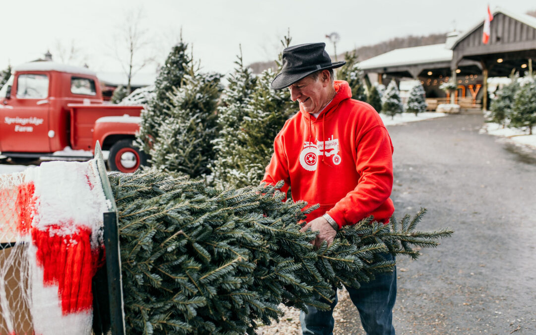 Fresh Cut Christmas Trees